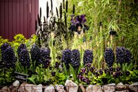 Bland det svartaste man kan hitta i växtvärlden – hyacinten 'Midnight Mystique', violen 'Molly Sanderson' och prydnadsgräset svart pärlhirs.