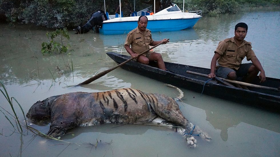 Hundratals människor har dött i översvämningarna som drabbat delar av Indien, Nepal och Bangladesh. Många djur har också dött.