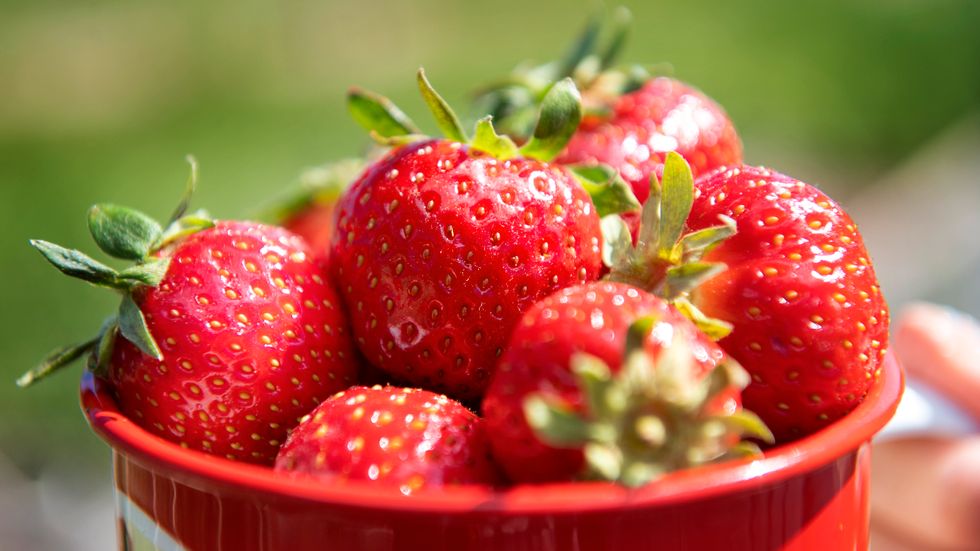 Värmen i södra Sverige har räddat de svenska jordgubbarna, lagom till midsommar. Arkivbild.