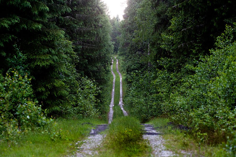 De tätortsnära skogarnas sociala värden kan inte bara mätas i kronor och ören. Ett löpspår i skogen eller utflykt med förskolan värderas alldeles för lite i dagens planering, skriver artikelförfattarna.