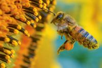 Det finns ungefär 280 olika arter av bin i Sverige, varav en tredjedel beskrivs som hotade – eller på väg att bli hotade. Arkivbild