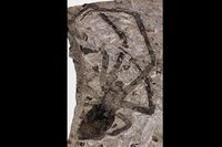 Fossilet av en jättelik spindel med ett benspann på 15 centimeter har hittats i inre Mongoliet.