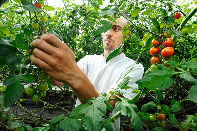Martin Fellkvist odlar ekologiska tomater. Ekologiskt odlade tomater innehåller mer hälsosamma flavonoider än de som odlats konventionellt, visar en stor amerikansk studie.