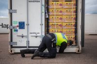 Tullen i Helsingborgs hamn kontrollerar bananlasten i en container, i augusti i år. 