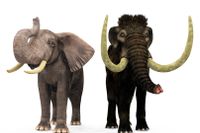 Stora pengar satsas på att återskapa mammuten, samtidigt som inte mycket görs för att förhindra dödandet av Afrikas sista elefanter.