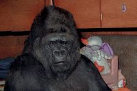 Koko och Francine Patterson, november 2000.