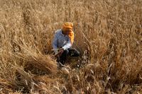 En indisk lantbrukare skördar vete. Arkivbild.