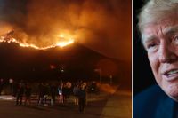 Skogsbranden i Kalifornien/Donald Trump.