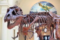 1997 gick den fossilerade tyrannosaurusen Sue under klubban för 8,36 miljoner dollar.