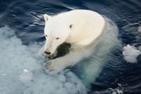 Arktis kan bli isfritt med 1,5 grader. 