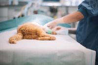 Veterinärbristen leder till att djursjukhusen inte alltid kan ta emot alla djur som behöver vård.