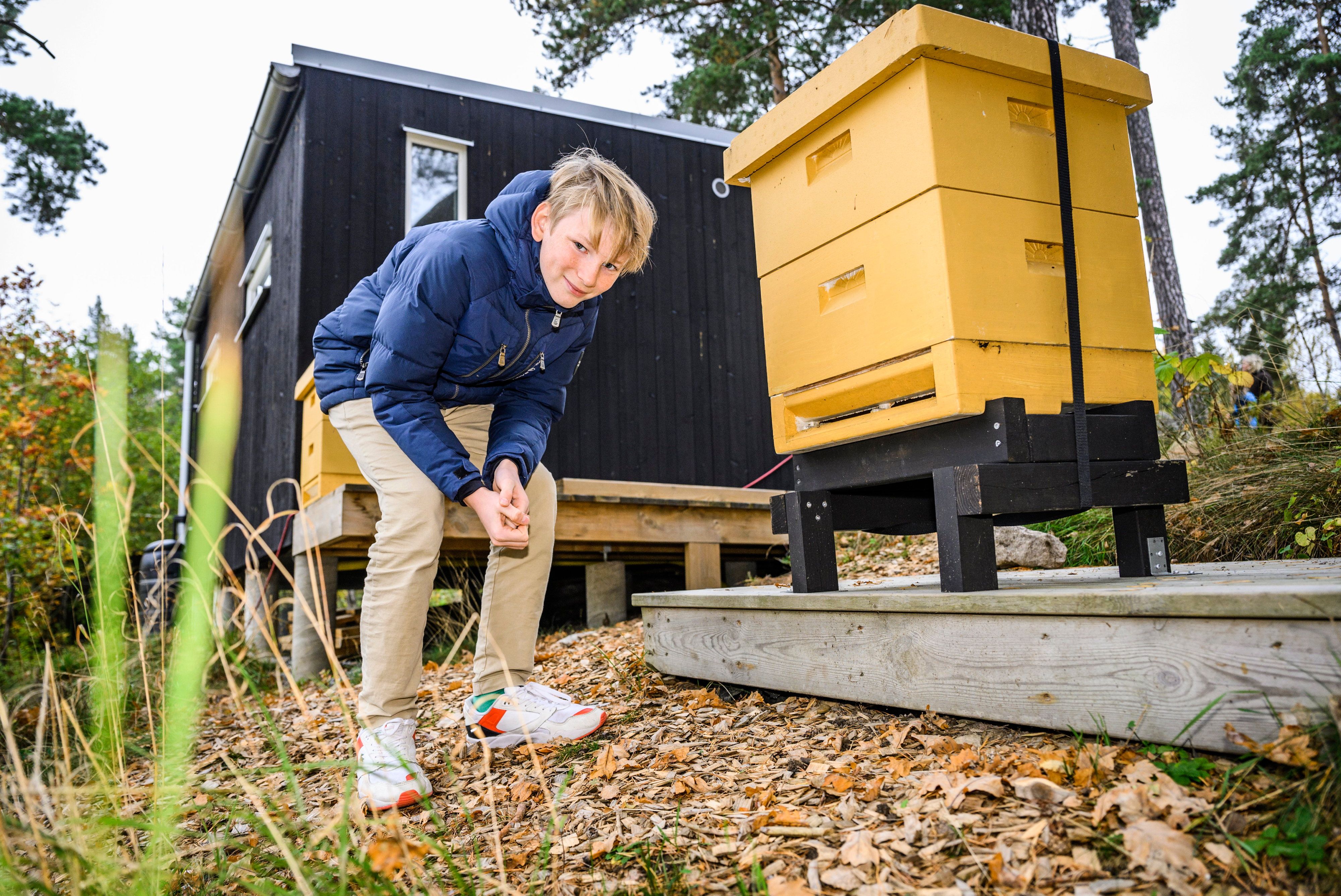 14-åriga Henrik framför en familjens bikupor. I en bikupa finns det omkring 25 000 bin och en bidrottning.