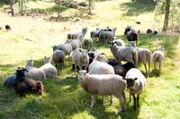 70 procent av lammköttet som konsumeras i Sverige är idag importerat, skriver artikelförfattarna. 