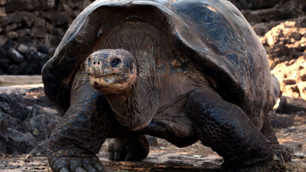 En jättesköldpadda på promenad i en nationalpark på Galápagosöarna, dock av en annan art än den nu påträffade. Arkivbild.