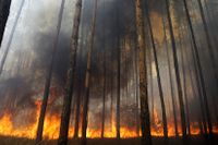 En skogsbrand rasar strax utanför en förort till staden Voronezh. Tisdagen den 3 augusti 2010.