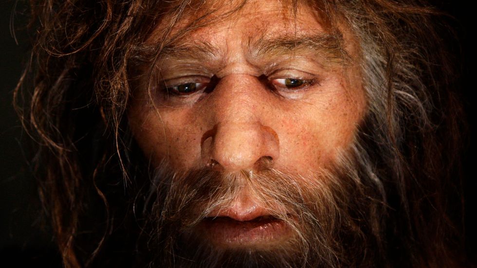 Hur denisovanerna såg ut är okänt, men troligen var de relativt lika neandertalarna utseendemässigt. Bild av hur man tror att neandertalarna såg ut, från Neandertalmuseet i Krapina, Kroatien.
