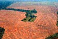 Skogsavverkning i Amazonas, Brasilien.