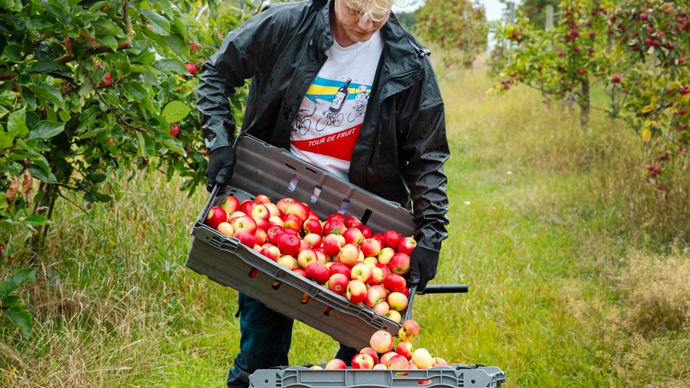 Bråda tider just nu. Isak Joneborg hjälper Fruktstereo att plocka äpplen under skördesäsongen.