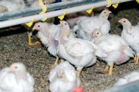 Man har sett en snabb ökning av campylobacter i stora kycklingflockar. 