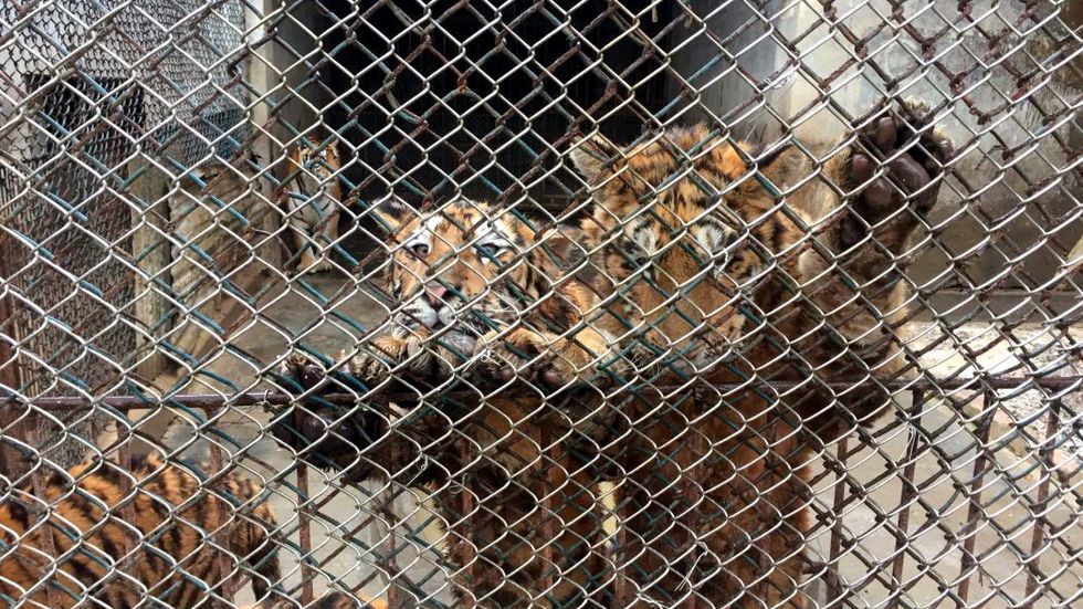 På den största anläggningen i Kina lever över 1 000 tigrar.