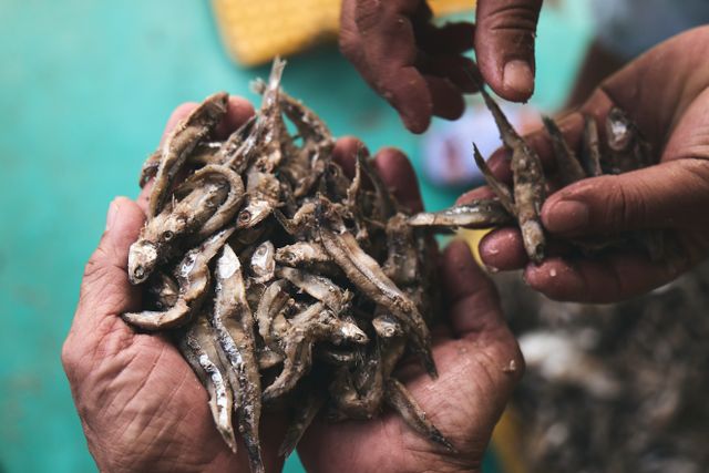 Grunden till Phu Quocs fisksås: nyfångad svart ansjovis som får sitt första lager salt redan på fiskebåten.