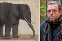 Gautiers elefant Tristram, Illustration av Johan Wilhelm Palmstruch. 