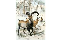 Den utrotade vilda geten Capra pyrenaica pyrenaica fick nytt liv av spanska och franska forskare. Illustration från 1898.