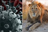 Coronahotet är osynligt till skillnad från lejon i Kalahariöknen. Gemensamt är att ju närmare hotet kommer, desto mer slår vår kamp-flykt-respons till.