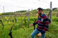 Nicola Fraccaroli är en av de unga italienare som arbetar i vinbranschen. Och han ser fler unga söka sig dit.