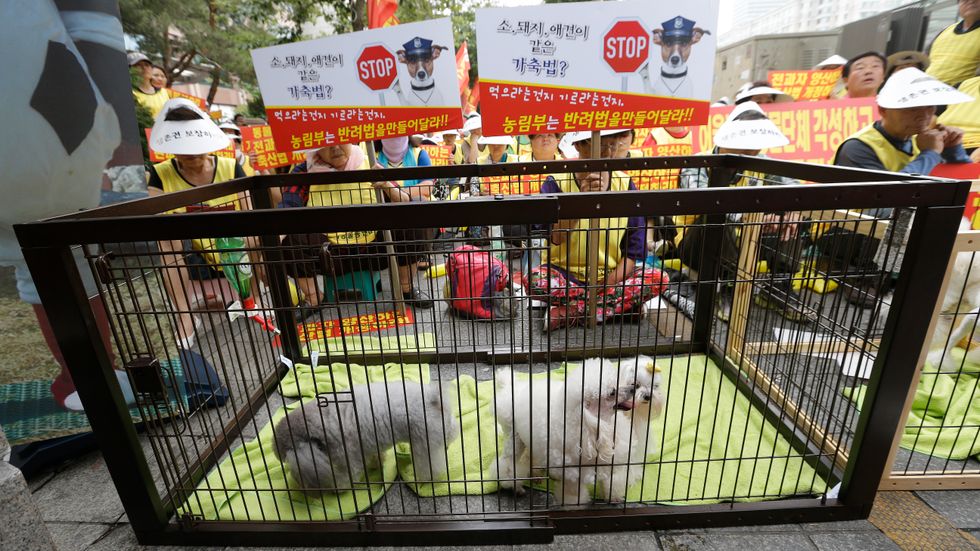 Hundar i en bur under en protest utanför parlamentet i Sydkoreas huvudstad Seoul 2016. Arkivbild.