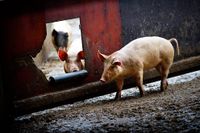 Vad gäller användningen av antibiotika på griskultingar är användningen i Sverige cirka 100 gånger lägre än i Tyskland, Frankrike och i Belgien, skriver artikelförfattaren. 