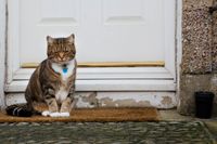 I Croydon går ingen katt säker. En kattmördare går lös sedan många år och nu är han även aktiv i andra områden.