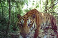 Tre indokinesiska tigrar har fångats på bild i västra Thailand, något som inte hänt på fyra år. Arkivbild.