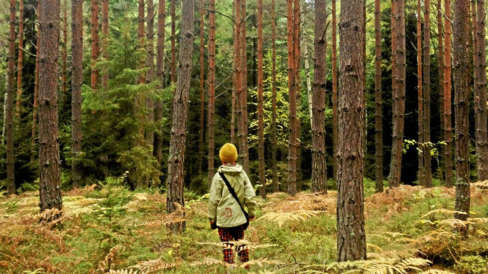 Det är rimligt att se skogägande som ett slags gratis arrende, där riksdagen har bestämt att vi tills vidare får sköta skogen och behålla avkastningen, skriver Aron Westholm, Lisa Westholm och Erik Westholm. Arkivbild.