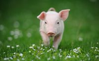 En stor del av den forskning som rör möjlig organtransplantation mellan djur och människa fokuserar på gris eftersom de fysiska likheterna är så påtagliga.