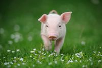 En stor del av den forskning som rör möjlig organtransplantation mellan djur och människa fokuserar på gris eftersom de fysiska likheterna är så påtagliga.