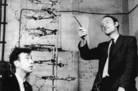 James Watson och Francis Crick med sin modell av DNA-molekylen, 1953.