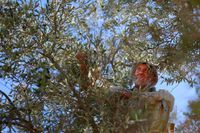 Kassem Haj Muhammed och hans bror Abdullah har förlorat 200 av sina 500 olivträd i bosättarnas aktioner.