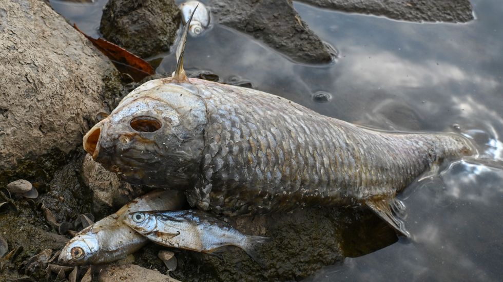 Dödsorsaken för många ton fisk i Oder är okänd.