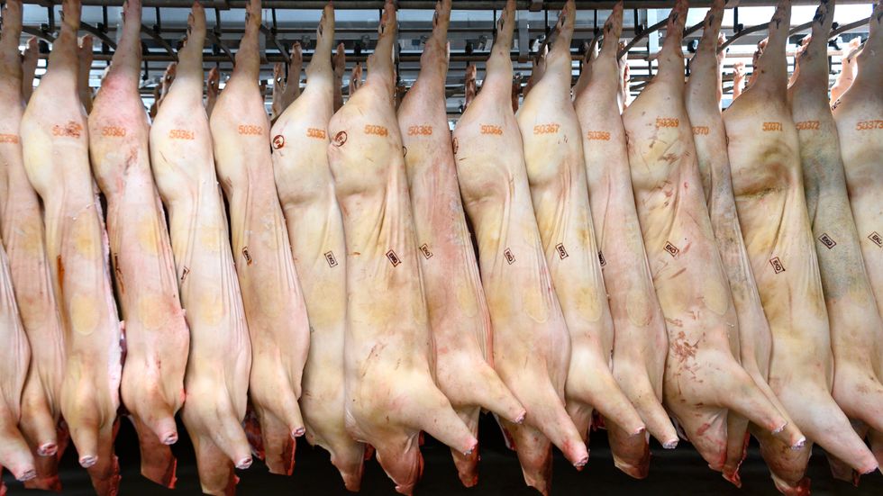 Globalt slaktas omkring 1,5 miljarder grisar per år.Foto: Johan Nilsson/TT