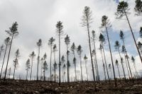 Ett år efter branden i Sala. En tall tar ca 90 år att växa upp. Skogen som de framtida generationerna kommer få se kommer till största del bestå av bladskog, träd som själva sprider sina frön.