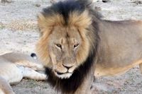 Det 13-åriga lejonet Cecil.