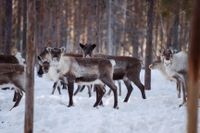 Renar – en viktig del av den samiska kulturen – hamnar i kläm i den gröna omställningens spår, enligt Stig Persson som är ordförande i Gällivare skogssameby.