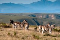 Foto: Gondwana Game Reserve  