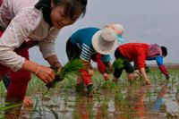 Nordkoreanska lantbrukare planterar ris på denna bild från maj i år.