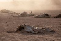 Bild på boskap som dött i etiopiska Somali-regionen den 21 januari.