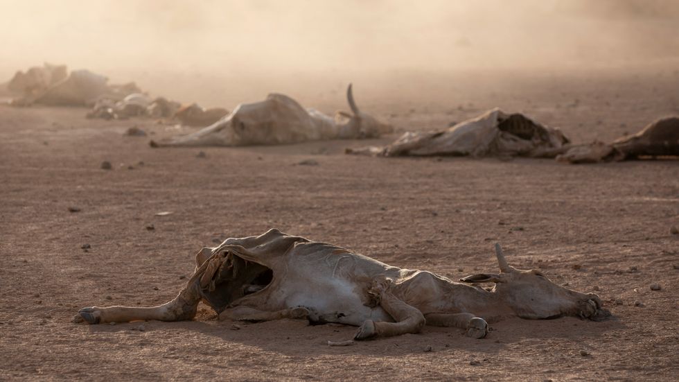 Bild på boskap som dött i etiopiska Somali-regionen den 21 januari.