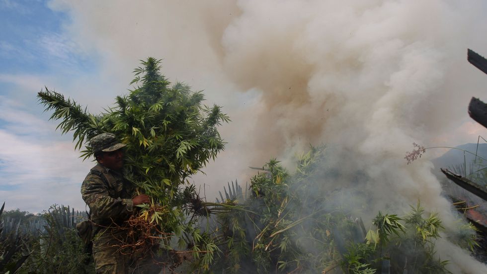 En mexikansk soldat bär en buske marijuana i ett stort tillslag. Risken finns att han här drabbas av passiv rökning.