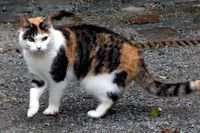 Den försvunna katten på Öland dök upp igen – med nytt namn i ett nytt hem (katten på bilden har inget med den bortsprungna kissen att göra). Arkivbild.
