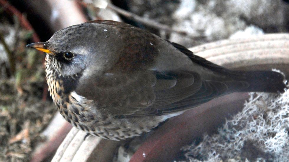Björktrast burrar upp sig och väntar på våren. Fågeln hör till en av de nya arter som hamnar i kategorin "nära hotad" på rödlistan.